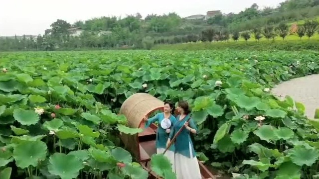 荷花高洁,出污泥而不染,翠绿的荷塘给我们生活带来了无限的美.