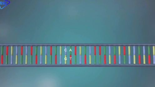 3D动画演示：DNA的复制过程