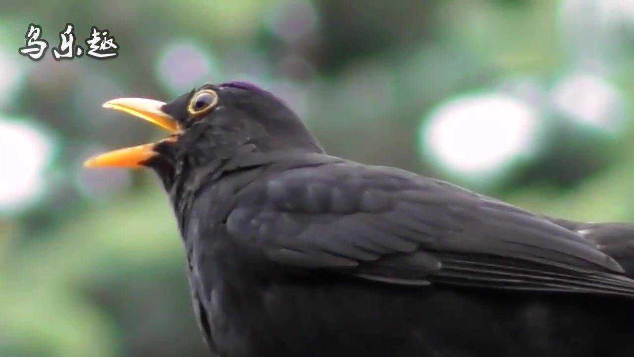 乌鸫又叫"百舌鸟",能模仿其它鸟叫声,模仿了多少种鸟叫声?