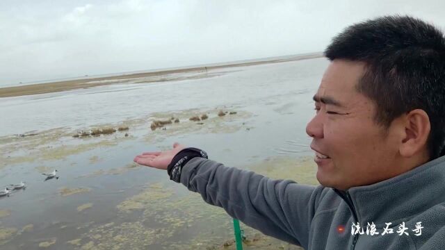 探险者:青海湖边大片海鸥围着我们觅食,现场太壮观!