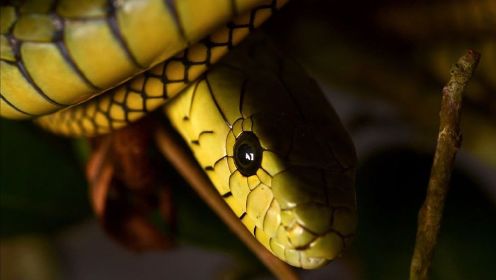 蛇恐勿入—世界毒蛇锦集，黑曼巴，响尾蛇，眼镜王蛇，森林王蛇等