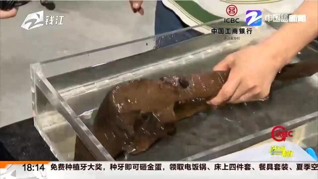 余姚井头山遗址发现中国最早漆器