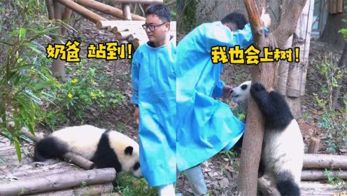 熊猫与奶爸追逐日常，大神魔性配音惹惊呼：果然熊猫听得懂四川话