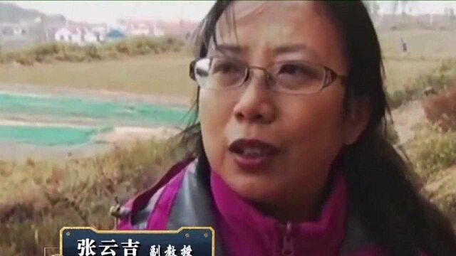 经典传奇:一场暴雨过后,黄土堆中惊现“龙”,一个陶罐揭出真相