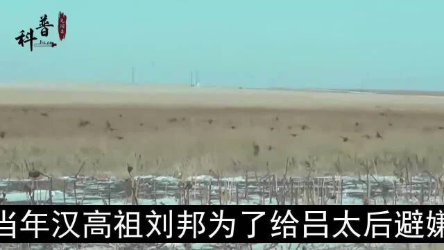 农村野鸡泛滥成灾,什么原因导致的?为何它保护等级堪比大熊猫?