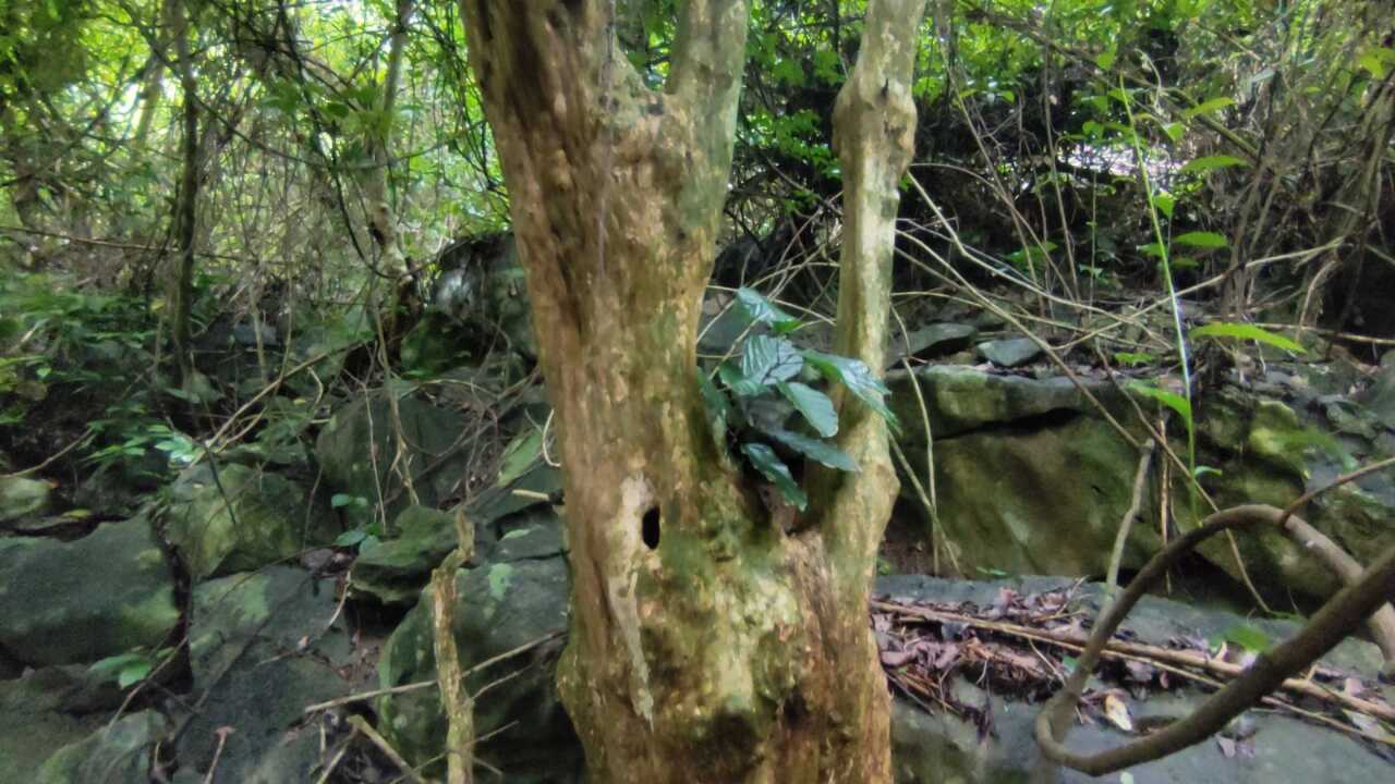 黄荆树近几年盆景新宠树皮金黄色造型奇特漂亮