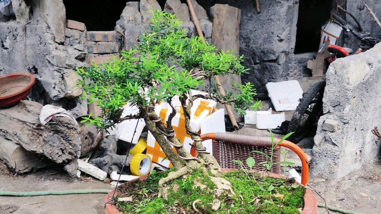 一本三杆式的黄杨盆景桩头粗大枝条布局到位极富味道的树型