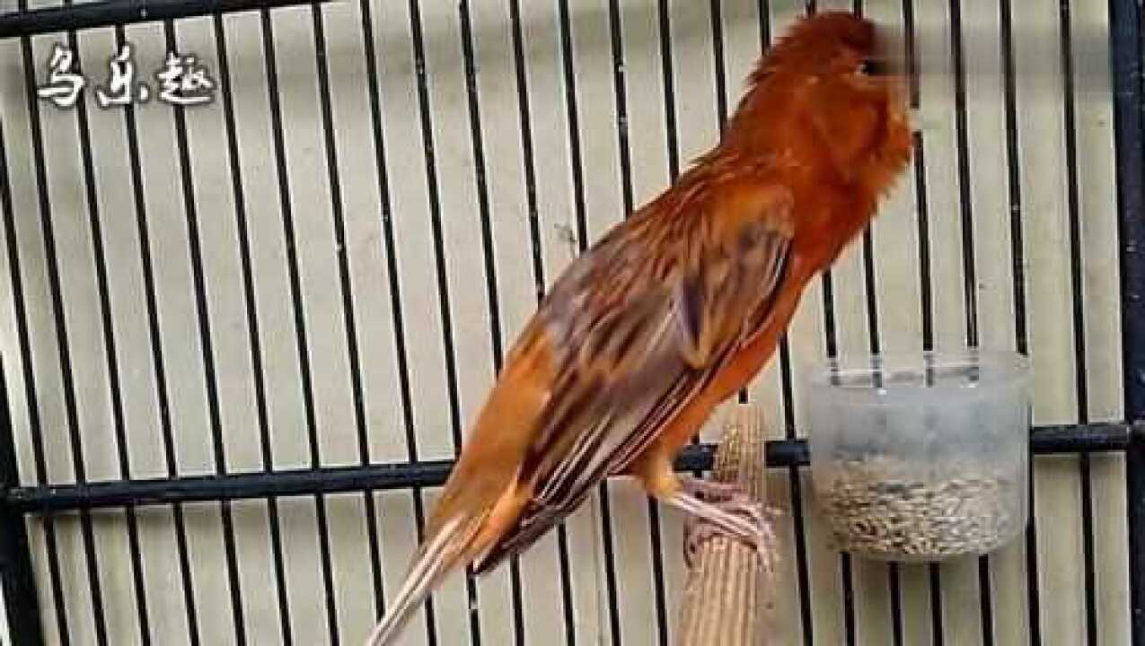 鸟叫声:紫桂皮芙蓉鸟大唱,这羽色最好看_腾讯视频