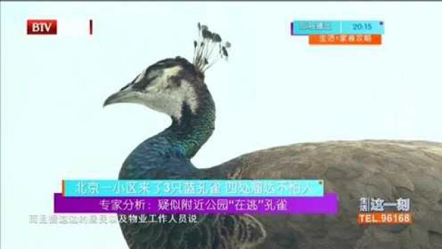 北京一小区来了3只蓝孔雀 四处溜达不怕人 专家分析:疑似附近公园“在逃”孔雀