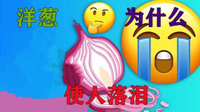 洋葱到底有何魔力,让人切了就像流泪?专家道出实情#“知识抢先知”征稿大赛#