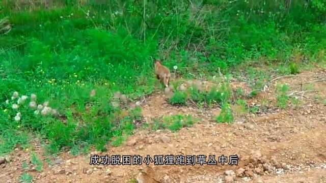 小狐狸的头卡在玻璃罐中,在路中央拦车,接下来画面让人感动