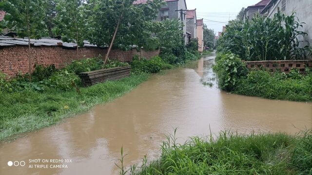 河南商丘突降大雨,玉米倒伏严重吗?看看真实雨量有多大