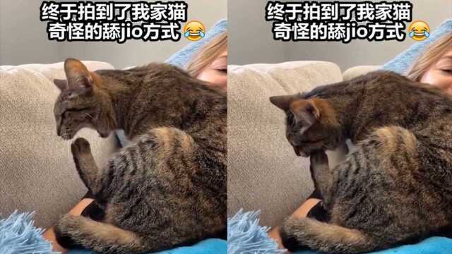 舔脚方式过于凶残!猫咪舔脚猛张嘴一口吞,一旁主人憋不住笑岔气