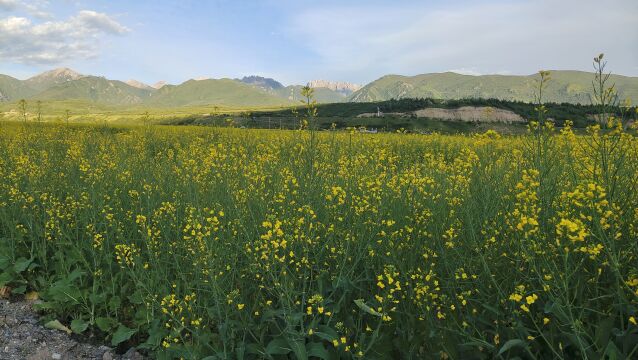 四川:川主寺天堂花谷——高山油菜花海