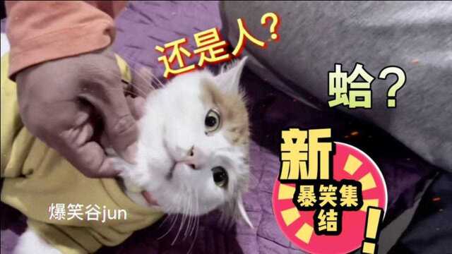 【暴笑集结】那些年人类与动物们的沙雕大合集.