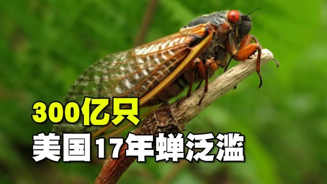 美国“17年蝉”泛滥成灾,我们却卖1元1个,它到底能不能吃?