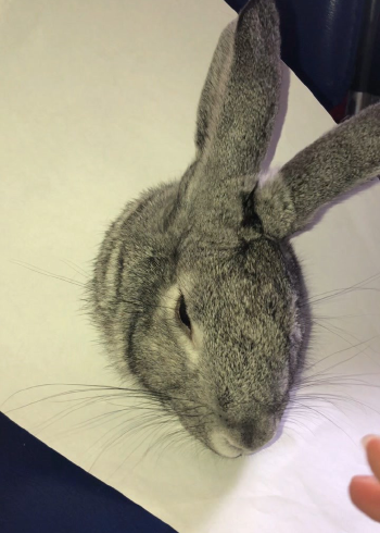 太逼真了,兔子3d立体画