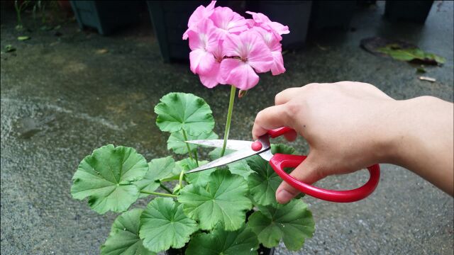 天竺葵小苗长出花苞,为何还要剪掉,看完又学会一招