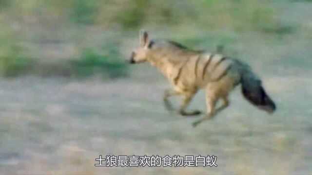 动物百科:被低估的顶级猎手杂色狼,却是捕猎成功率最高的动物之一!