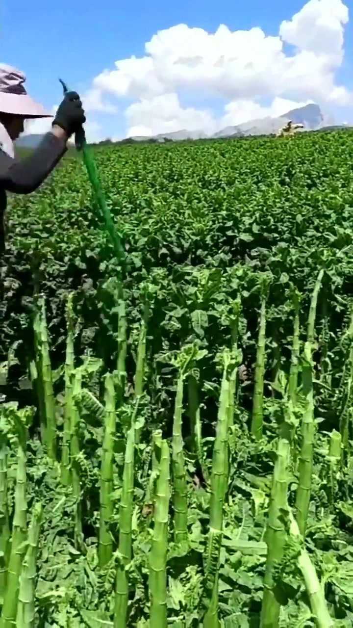 劳动人民的智慧,原来莴笋是这样去叶的,简单实用,真是受教了!_高清1080P在线观看平台_腾讯视频