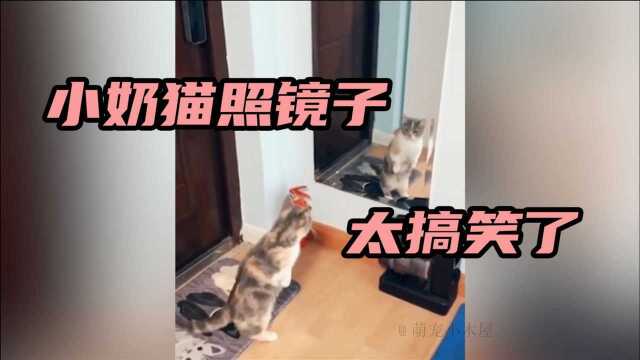 萌宠系列:小猫照镜子,太搞笑了