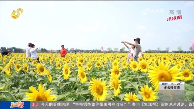 惊艳!6万多株向日葵明媚绽放,花开成海满目金黄,市民纷至沓来