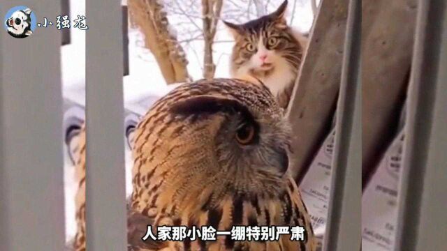 「搞笑合集」第一次看到猫头鹰,后面那位表情也太逗了吧