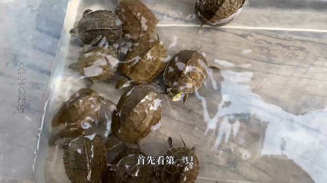 两千只花杂草龟里面挑出来这些小家伙,赚否