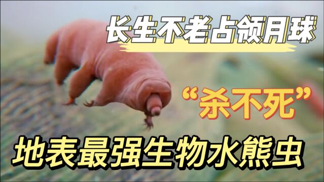 地表最强“水熊虫”,没有天敌极端环境也能活?未来它会消失么?