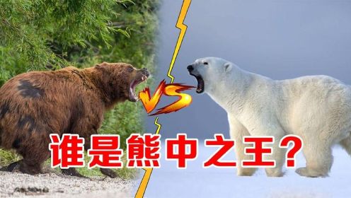 北极熊和棕熊谁更厉害？科学解读，比棕熊重2倍的北极熊会赢吗？