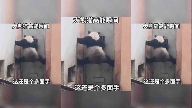 大熊猫也是很护食的,大熊猫搞笑视频