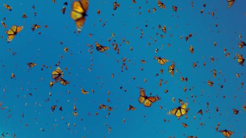 《蝴蝶飞舞》-  弗雷德·厄克特一生，都在研究黑脉金斑蝶的奥秘，他的宿命就写在一只蝴蝶的翅膀上！