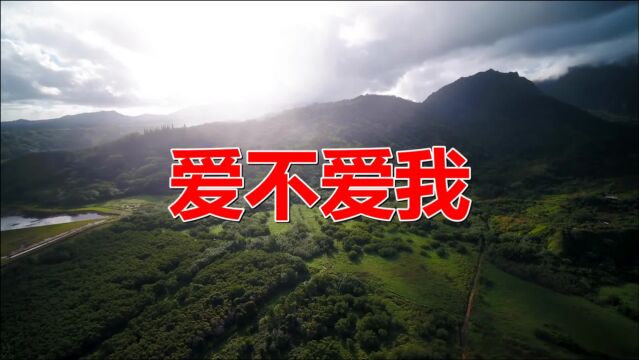 经典老歌:《爱不爱我》美妙伤感,曲风清新活泼