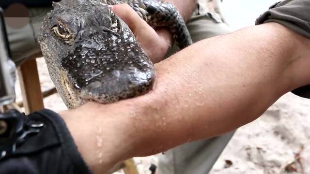 被鳄鱼咬了手臂,会怎样呢