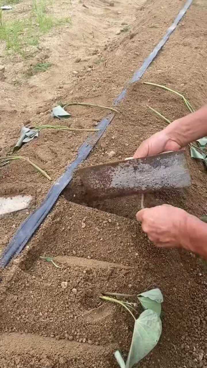 红薯苗高产种植方法大垄双行高产栽种方法使用平栽技术产量更高结出来