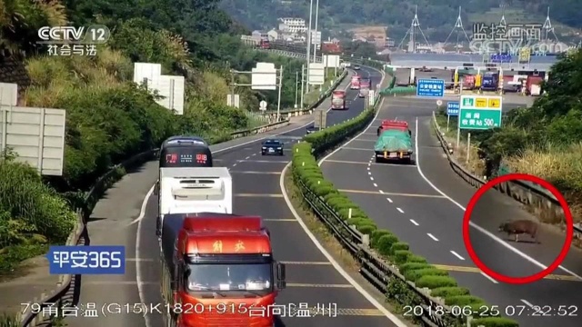 回顾:高速上窜出一头野猪,被快速的轿车,当场撞死