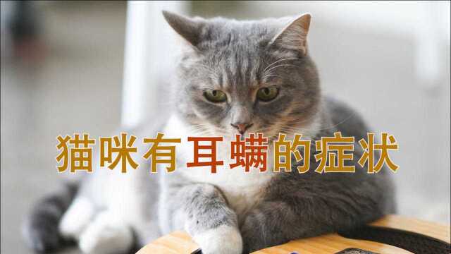 猫咪有耳螨的症状