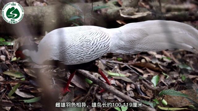 鼎湖山珍禽——白鹇(xi㡮)