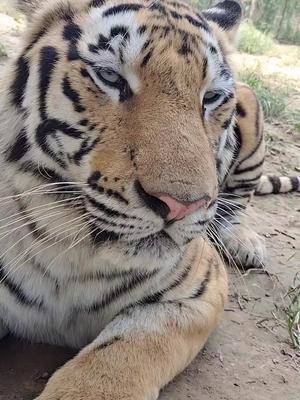 爱护大自然保护野生动物动物园最忙的老虎