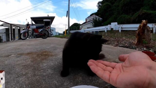 挑战全网最黑的猫咪.连眼珠子都看不见