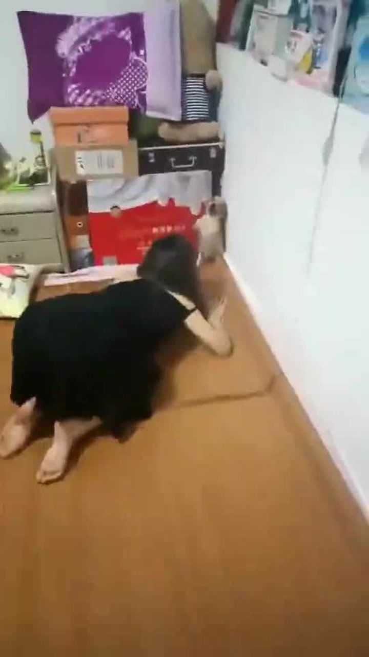 人狗大战来了_高清1