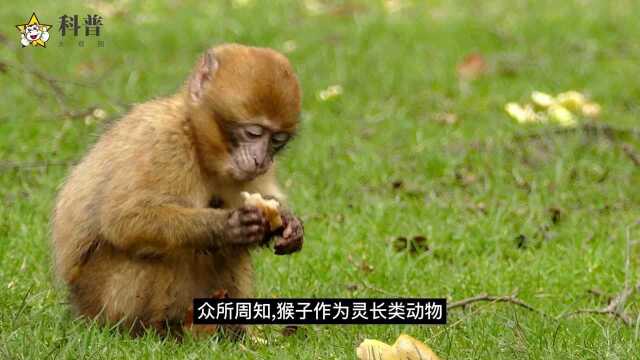 山中无老虎,猴子称大王,终于知道猴子为什么这么聪明