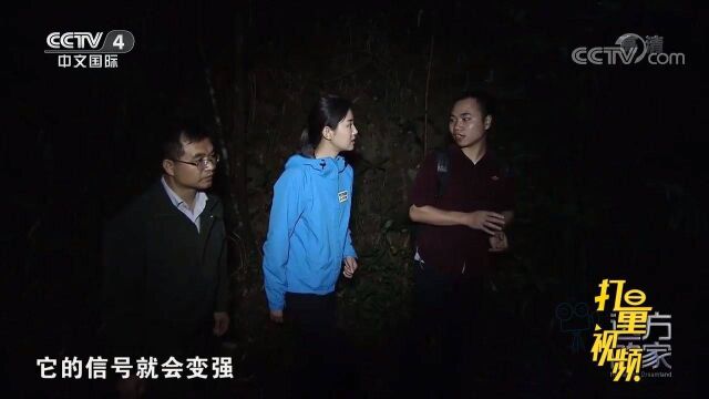 茂密的枝叶为鳄蜥提供了天然屏障,可以躲避鸟类的袭击