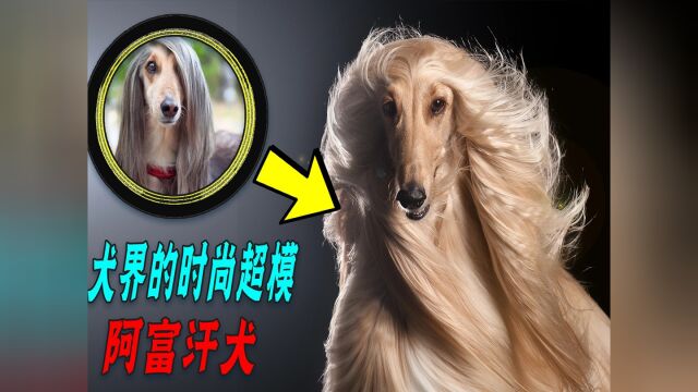 为什么阿富汗犬我国遭禁养!有钱还买不来? 看完你还敢养吗