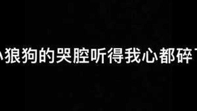 #针锋对决 江山配的小狼狗真的好好太让人心疼了!#谷江山 #水千丞