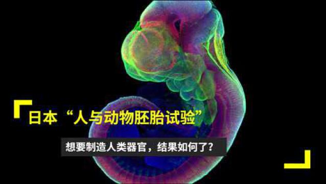 日本“人与动物胚胎试验”,想要制造人类器官,结果如何了?