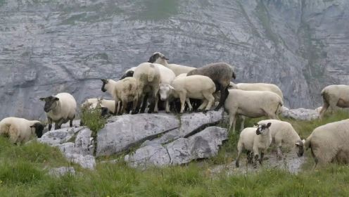 牧者在瑞士山间放养羊群享受着身心的自由！你的自由又在哪里？