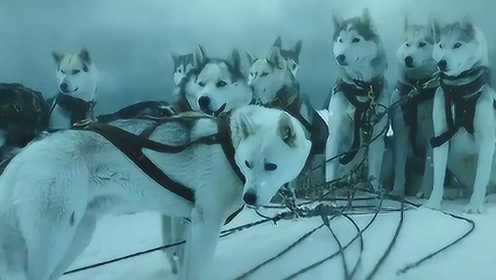 雪橇犬奔跑1000公里，为孩子运送救命血清，冒险片《多哥》