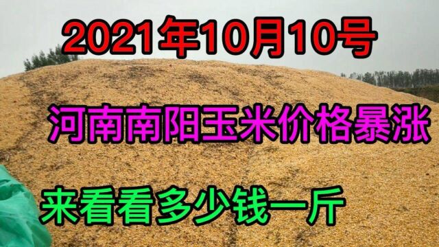 实拍河南南阳玉米价格暴涨,来看看多少钱一斤,这价格合理吗?