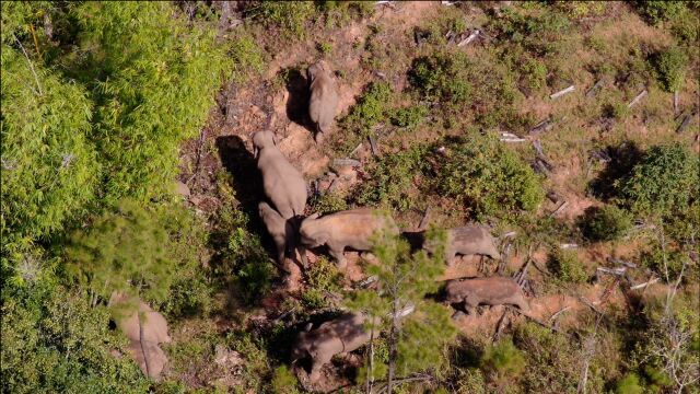 吃吃睡睡!专访“追象人”杨翔宇:北漂象群回家后变胖了